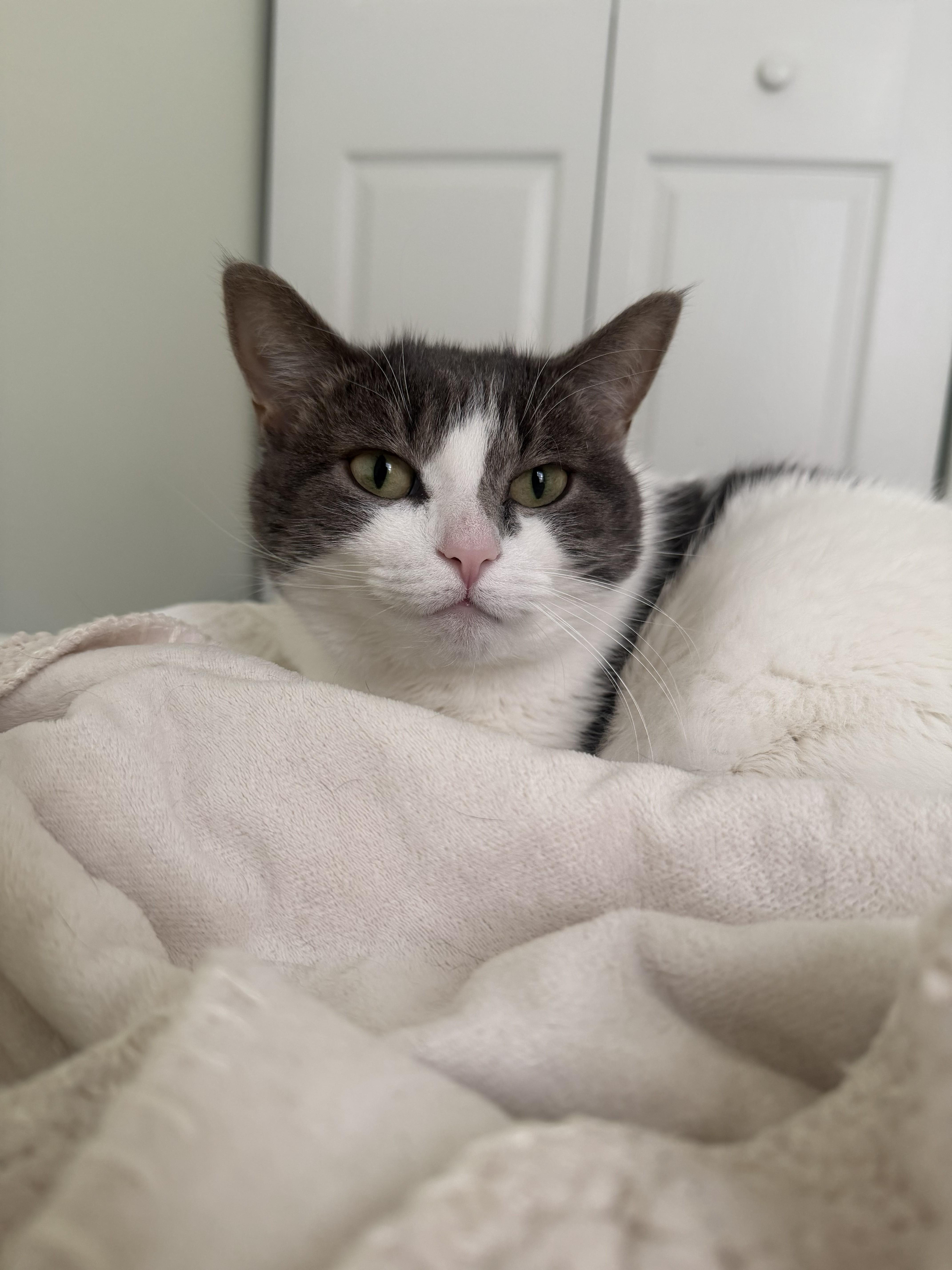 Lilly, a Adoptable Domestic Short Hair in Annapolis, MD image 2/4