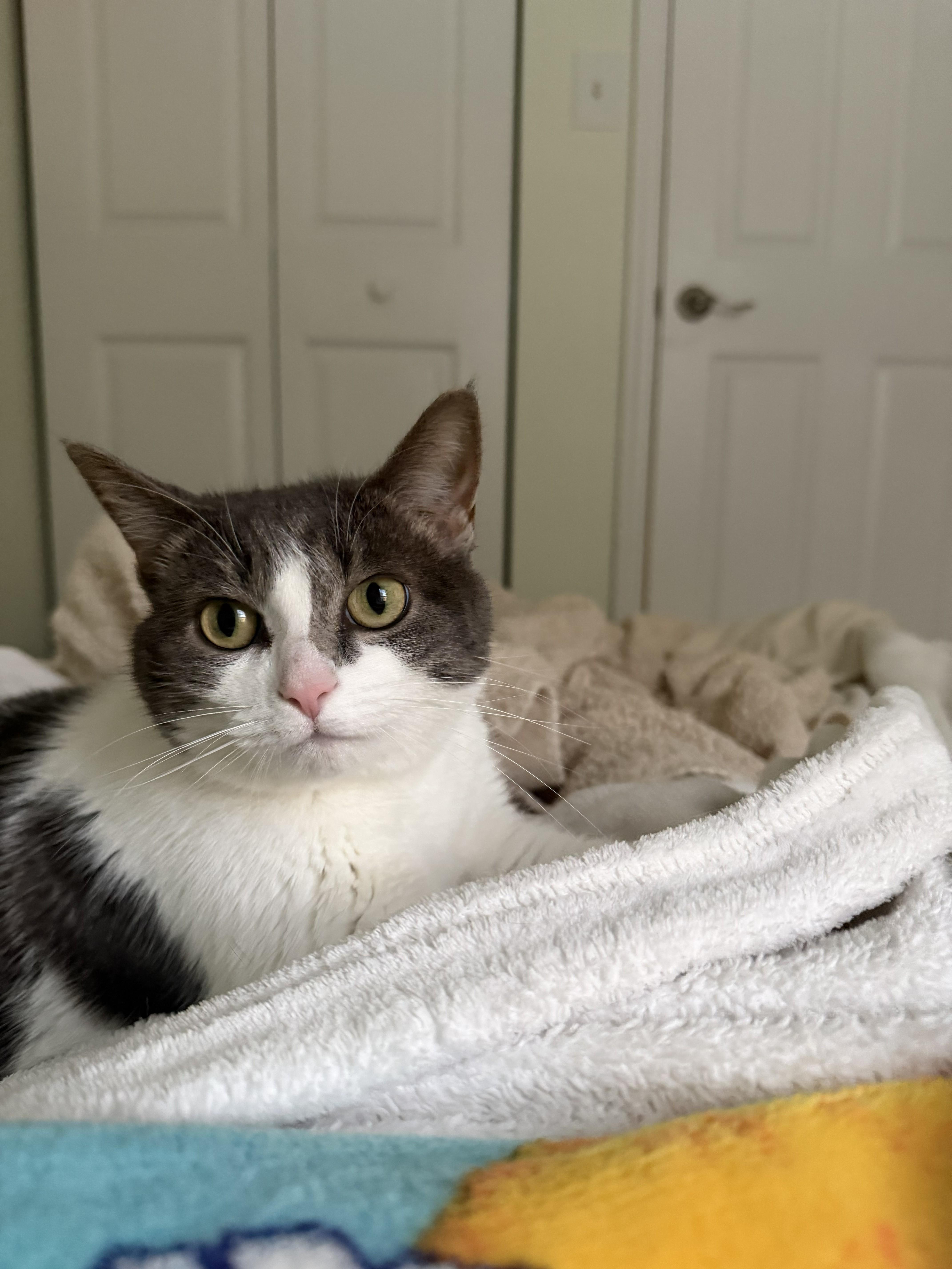 Lilly, a Adoptable Domestic Short Hair in Annapolis, MD image 3/4