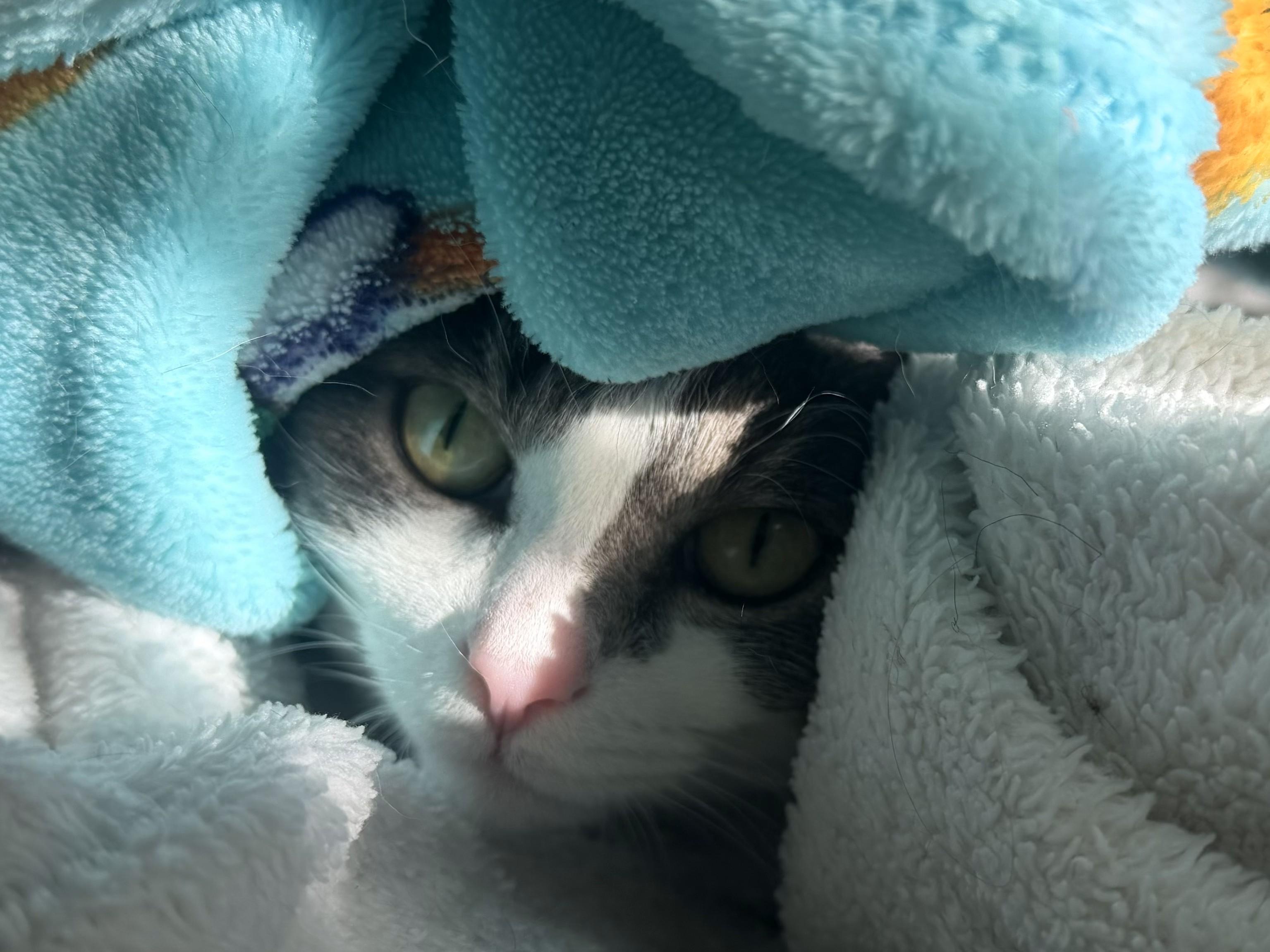 Lilly, a Adoptable Domestic Short Hair in Annapolis, MD image 1/4