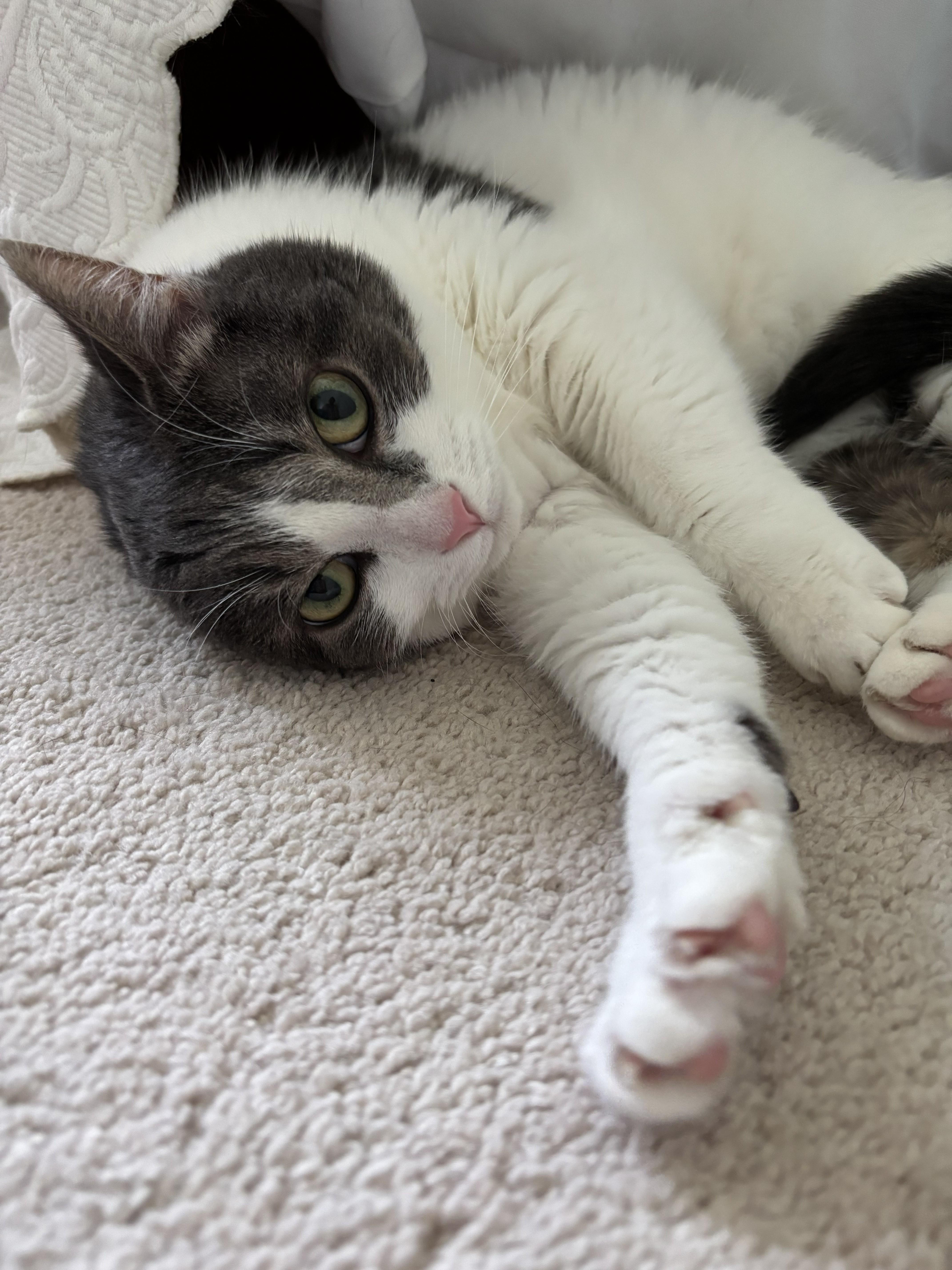 Lilly, a Adoptable Domestic Short Hair in Annapolis, MD image 4/4