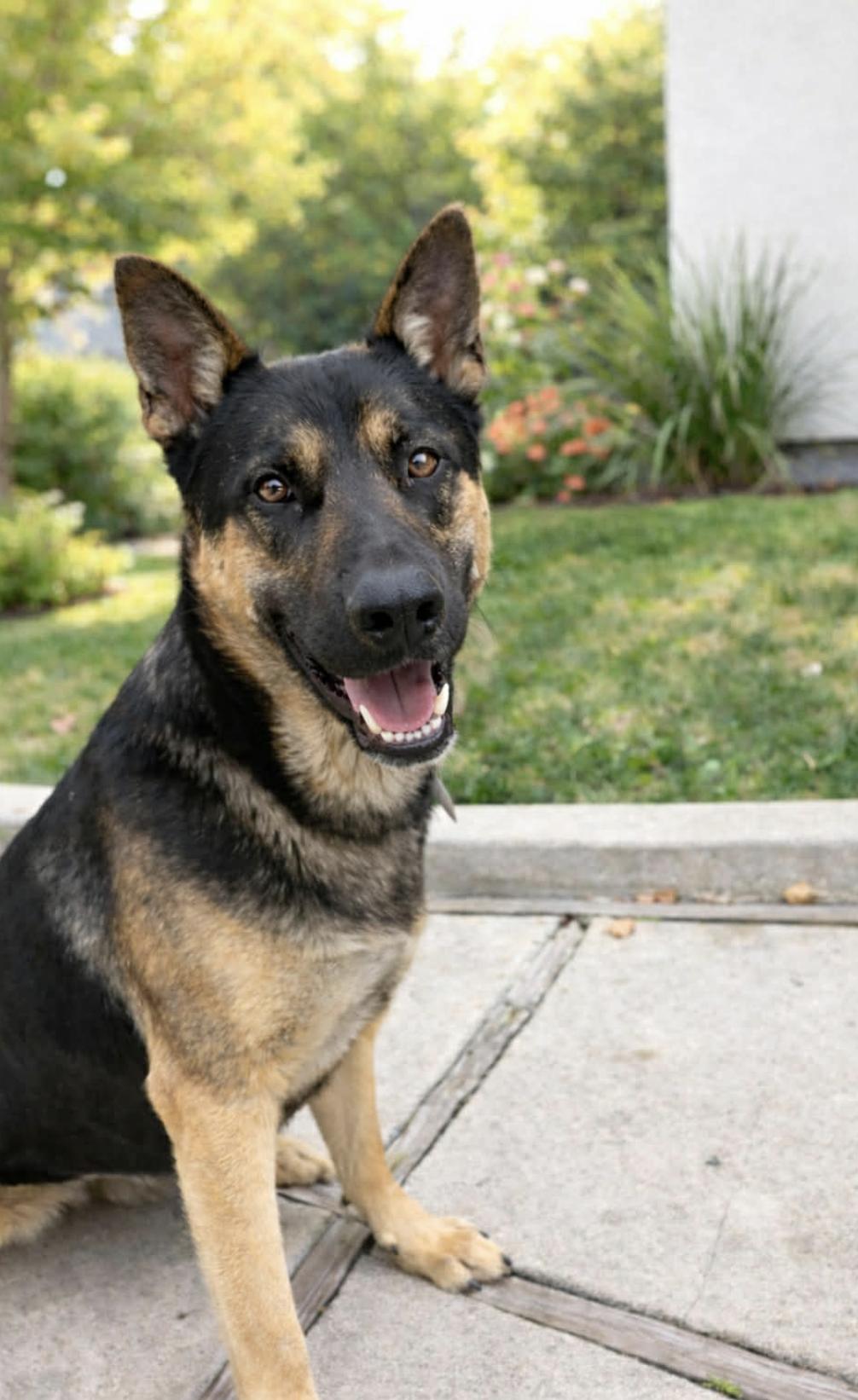 Archie — thumbnail 2