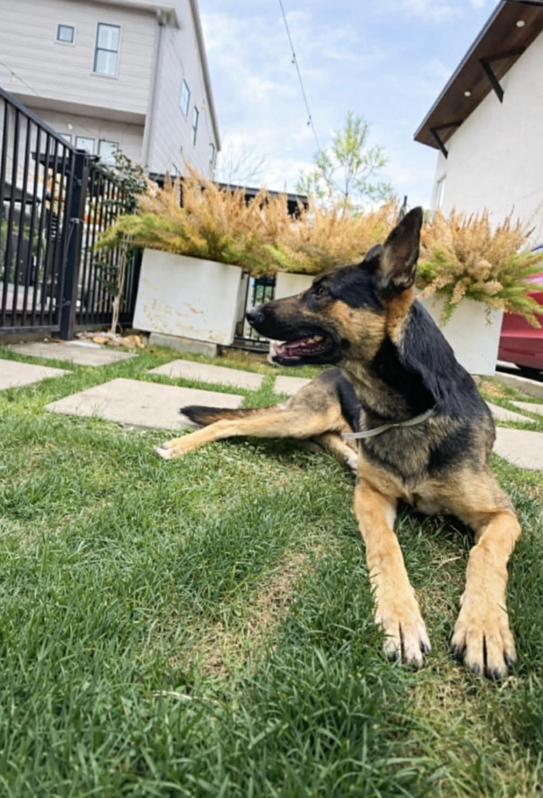 Archie — thumbnail 4