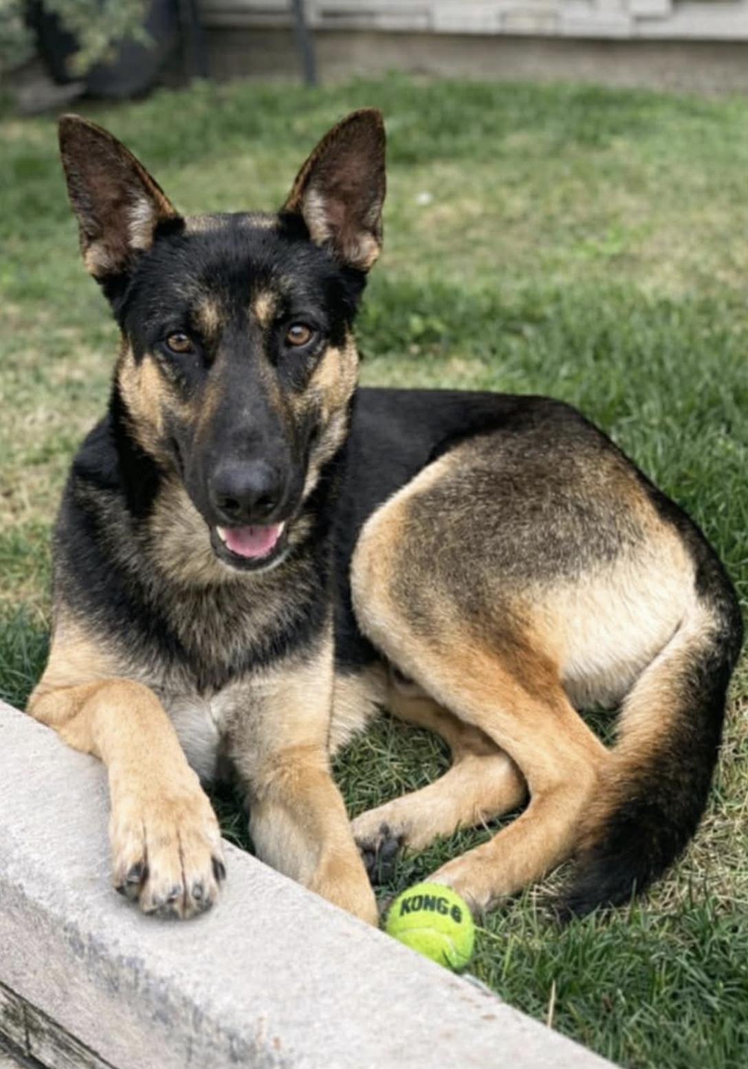 Archie — thumbnail 5