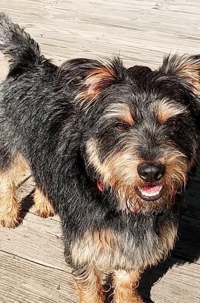 Henry James thumbnail 4