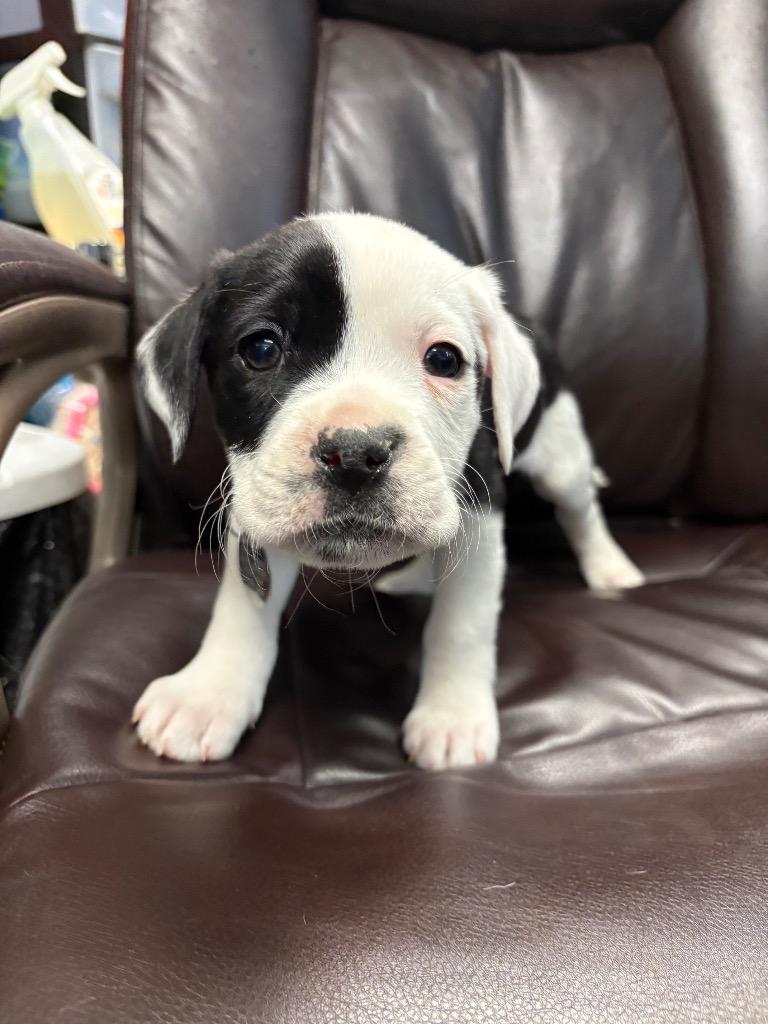 Partridge, Adoptable, Puppy Female Labrador Retriever & Boxer.