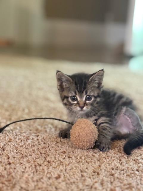 Clover, Baby Female unknown