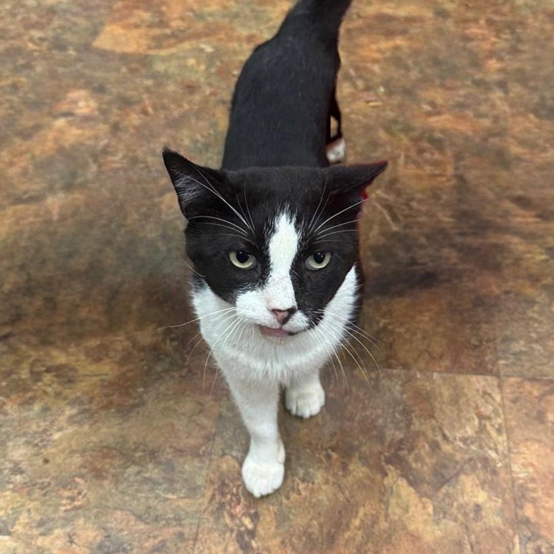 Mr. Winston — thumbnail 5