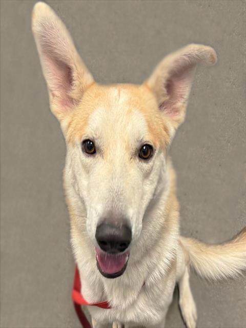 Enlarge MANDO, a Adoptable mixed breed in Tucson, AZ image 1/1