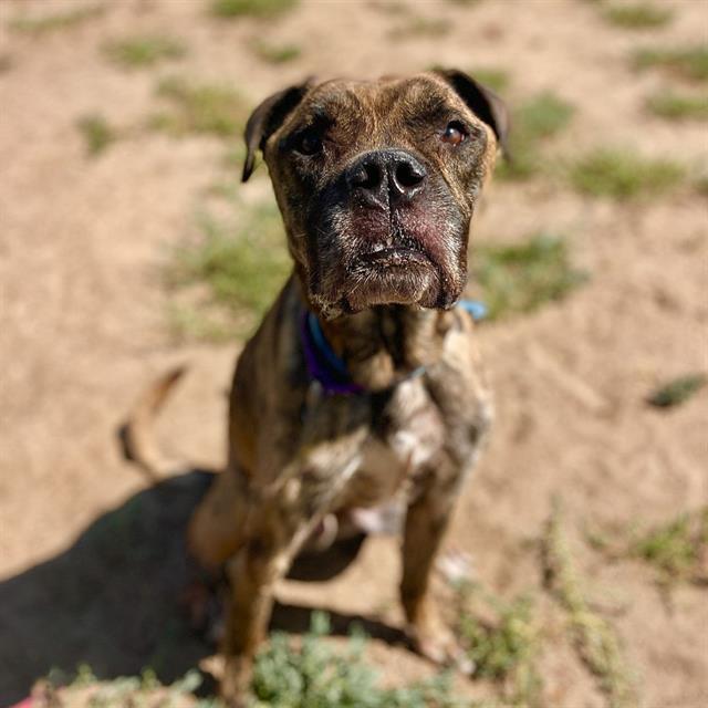 KODA, Adoptable, Adult Male Boxer & Mixed Breed.