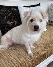 Ninja, Adopted, Adult Male Maltese & Mixed Breed.