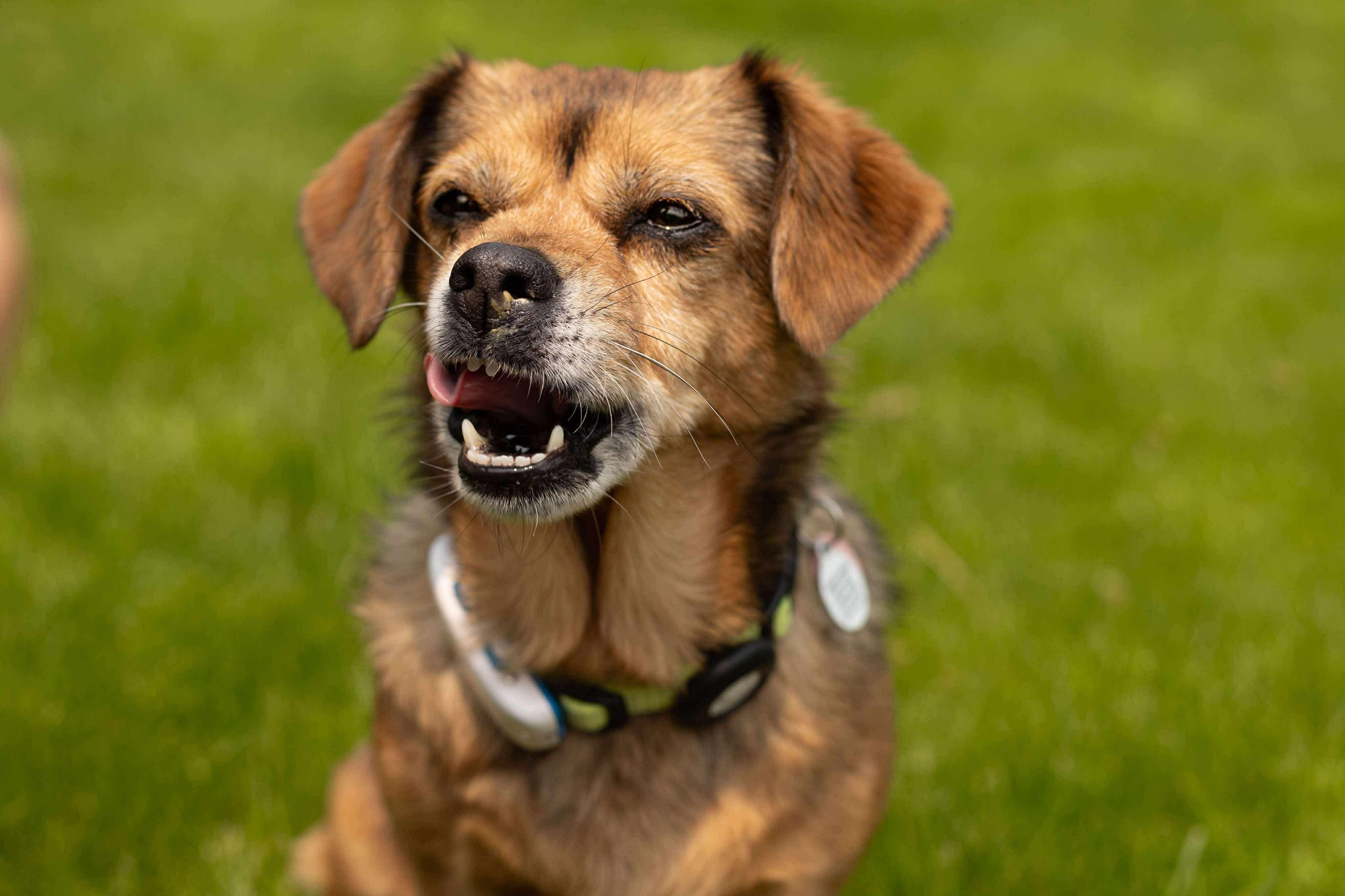Enlarge Peaches, a Adoptable mixed breed in Etobicoke, ON image 1/5