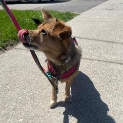 Enlarge Peaches, a Adoptable mixed breed in Etobicoke, ON image 2/5