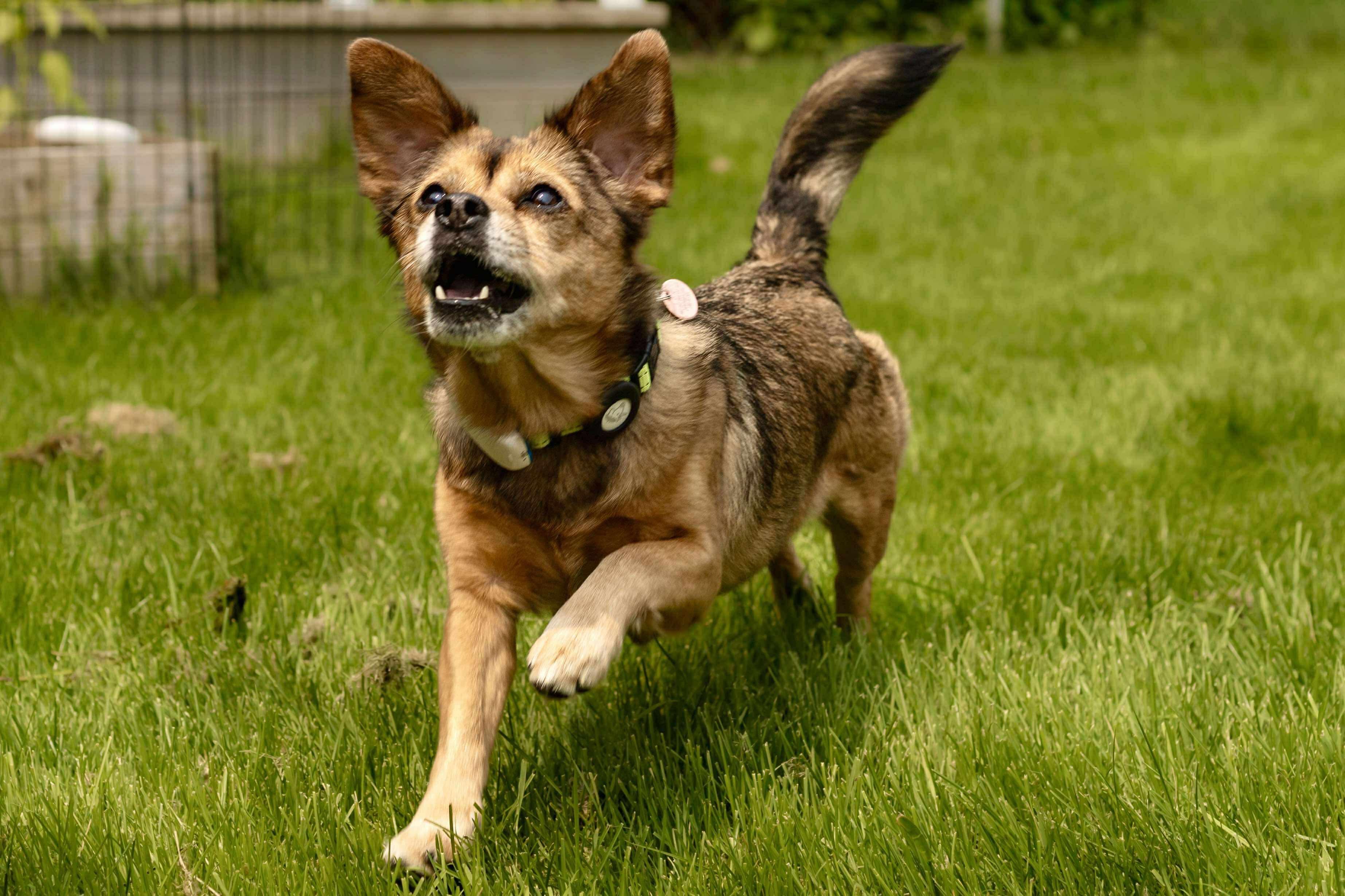 Enlarge Peaches, a Adoptable mixed breed in Etobicoke, ON image 3/5