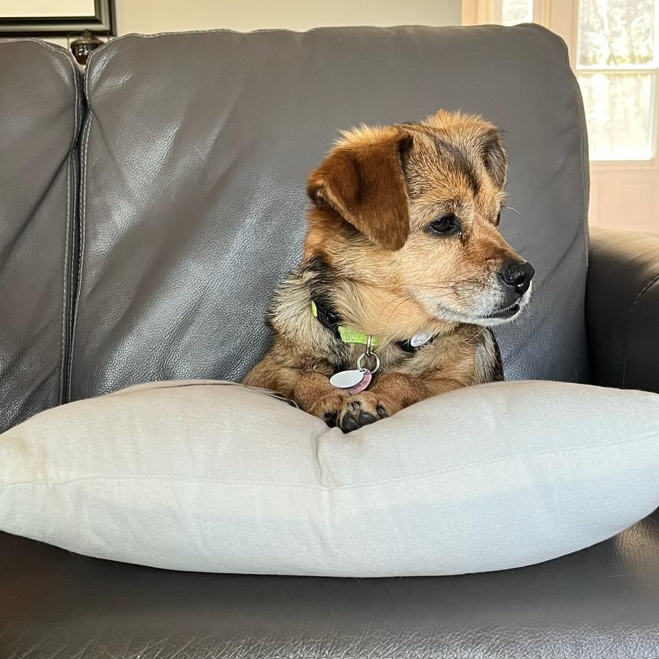 Enlarge Peaches, a Adoptable mixed breed in Etobicoke, ON image 4/5