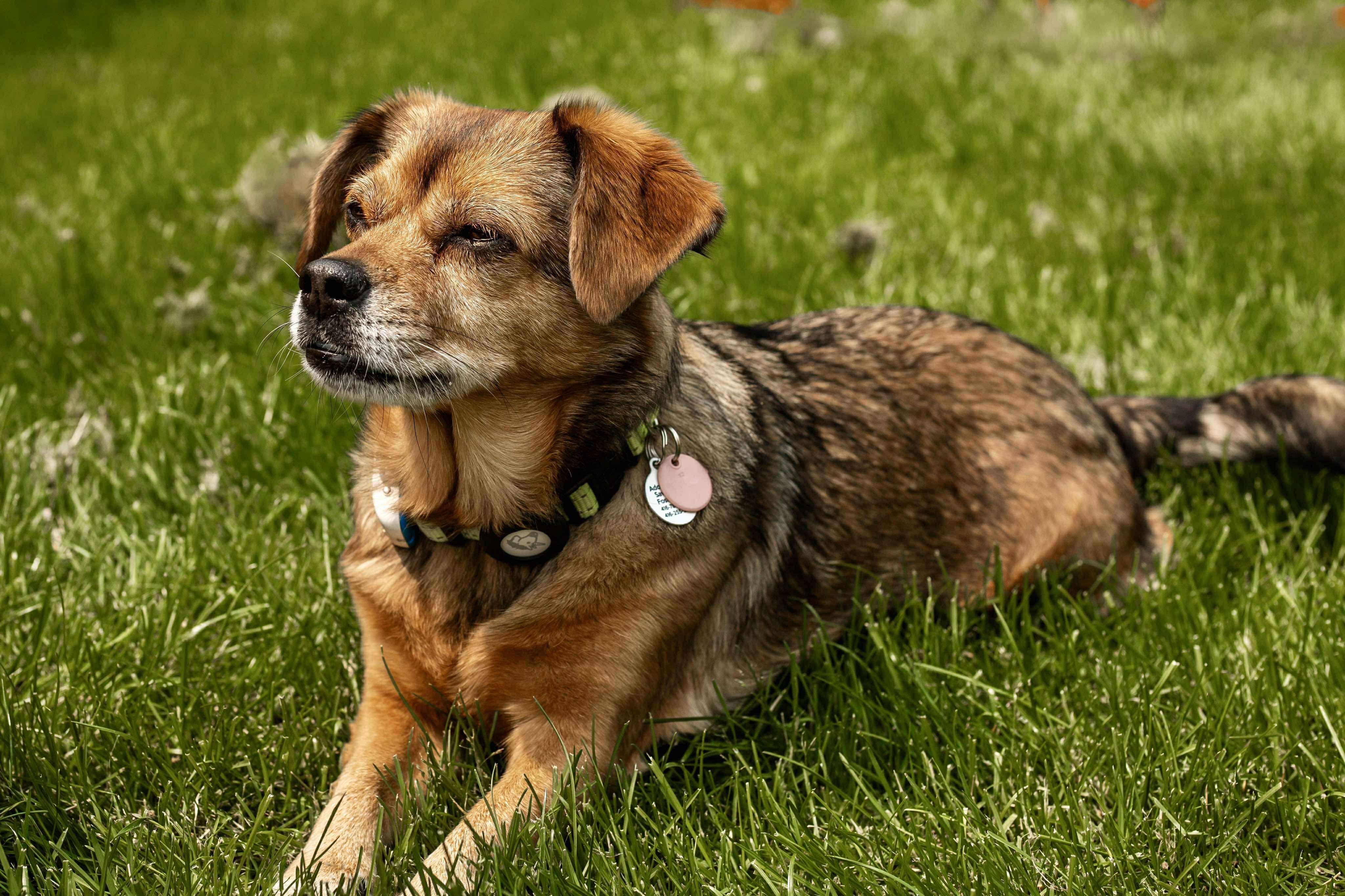 Enlarge Peaches, a Adoptable mixed breed in Etobicoke, ON image 5/5