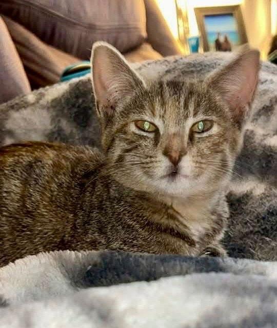 Enlarge Tansy, a Adoptable Domestic Short Hair in Cromwell, KY image 1/2