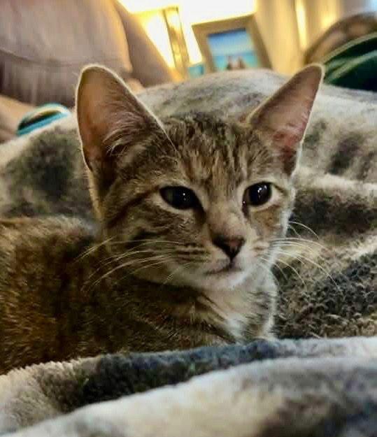 Enlarge Tansy, a Adoptable Domestic Short Hair in Cromwell, KY image 2/2