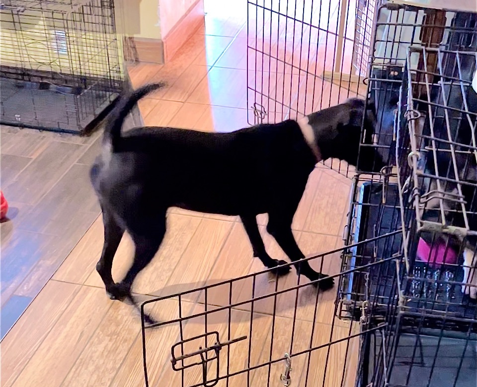 Willow ! thumbnail 5