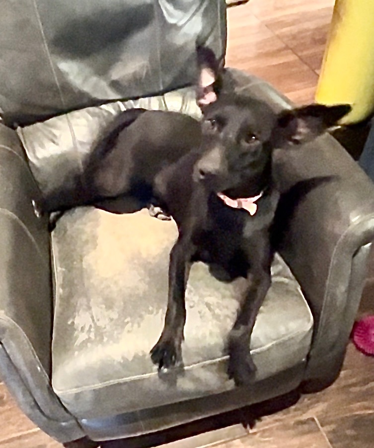 Willow ! thumbnail 6