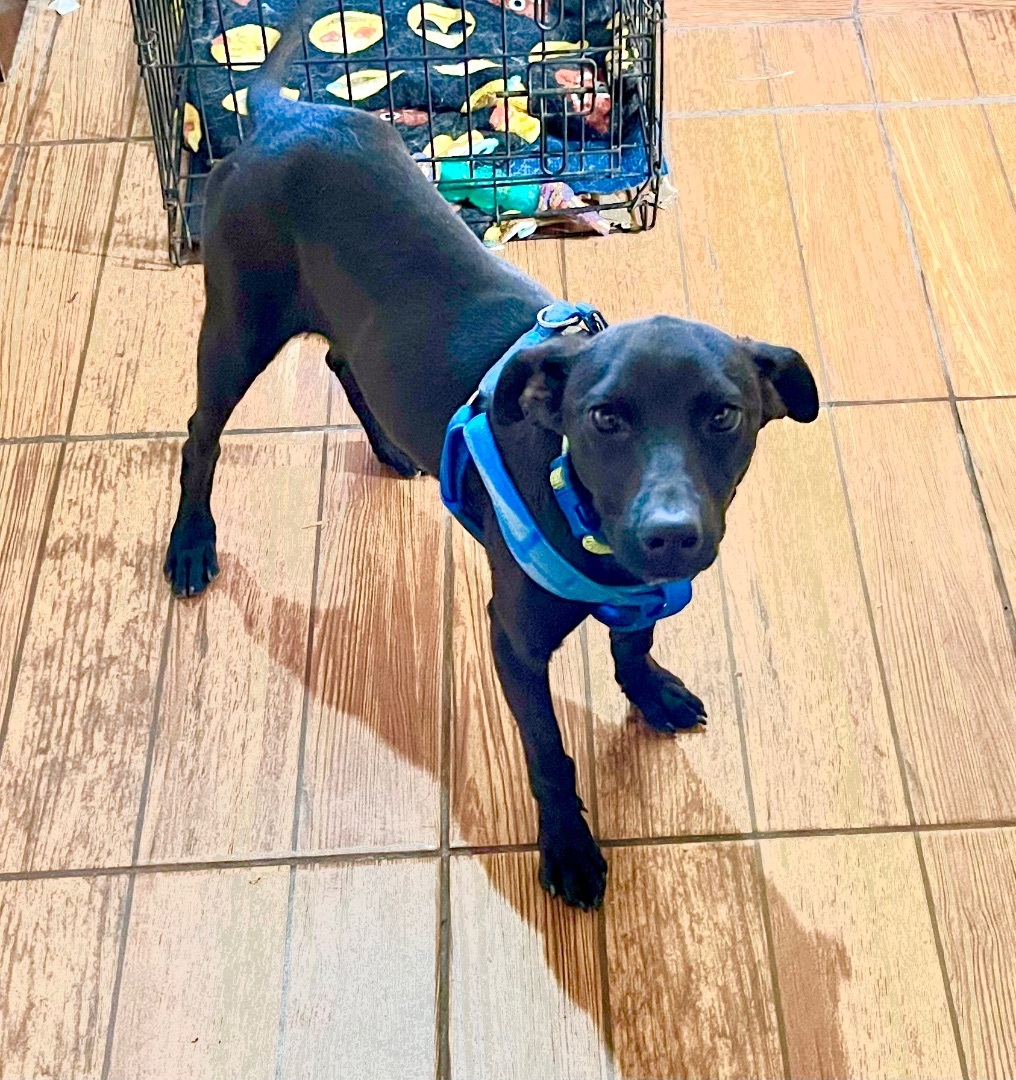 Willow ! thumbnail 3