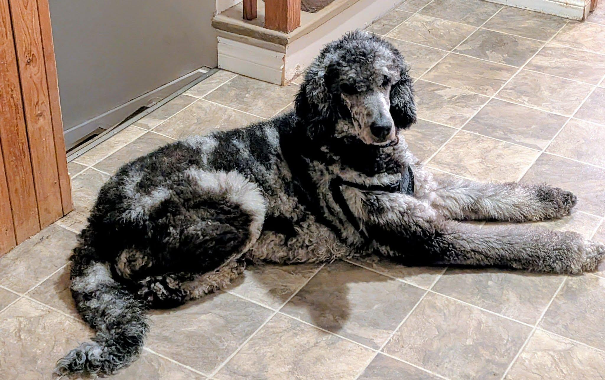 Enlarge Ari , a ADOPTABLE Standard Poodle in Sunderland, ON image 2/3