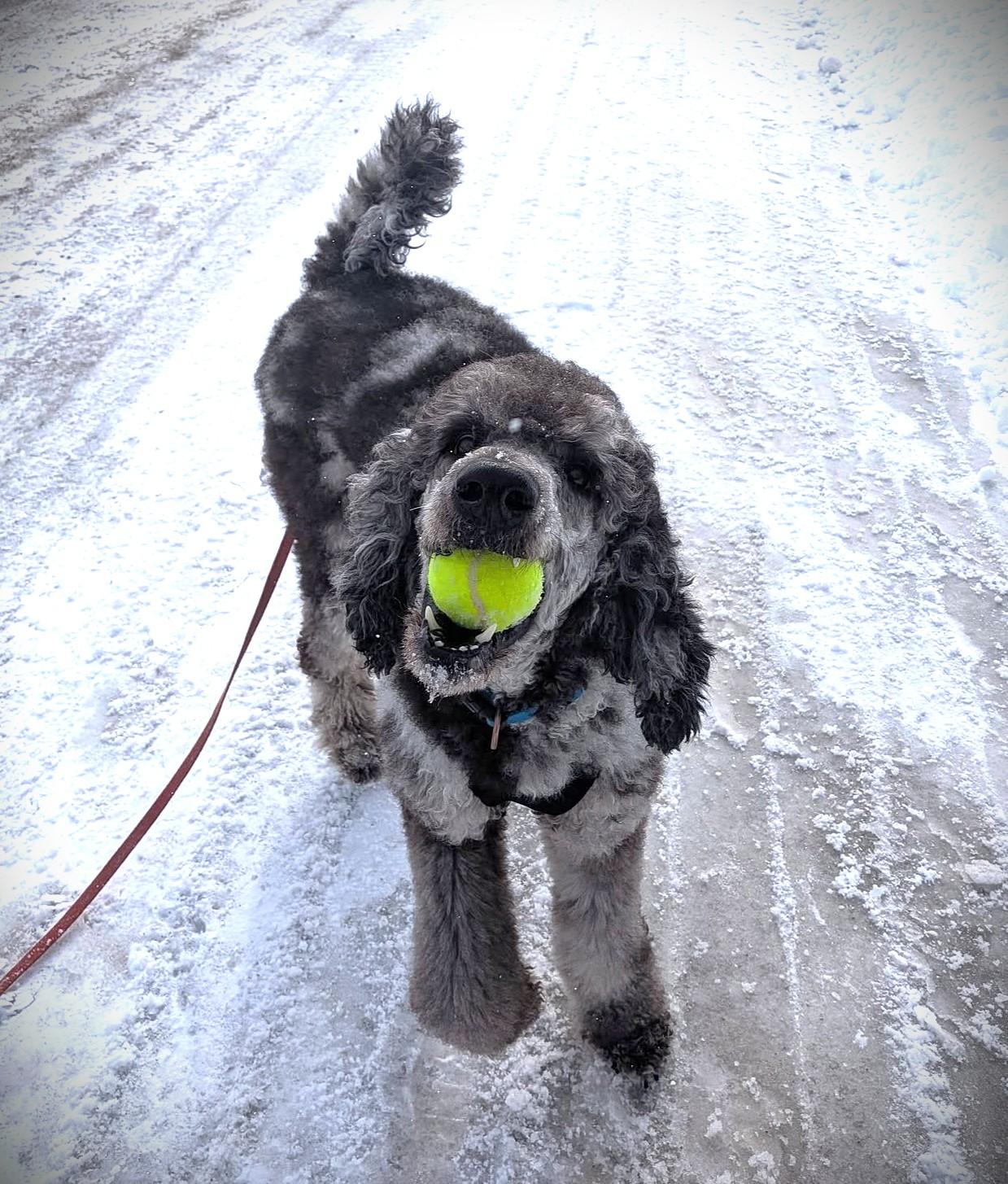 Enlarge Ari , a ADOPTABLE Standard Poodle in Sunderland, ON image 3/3