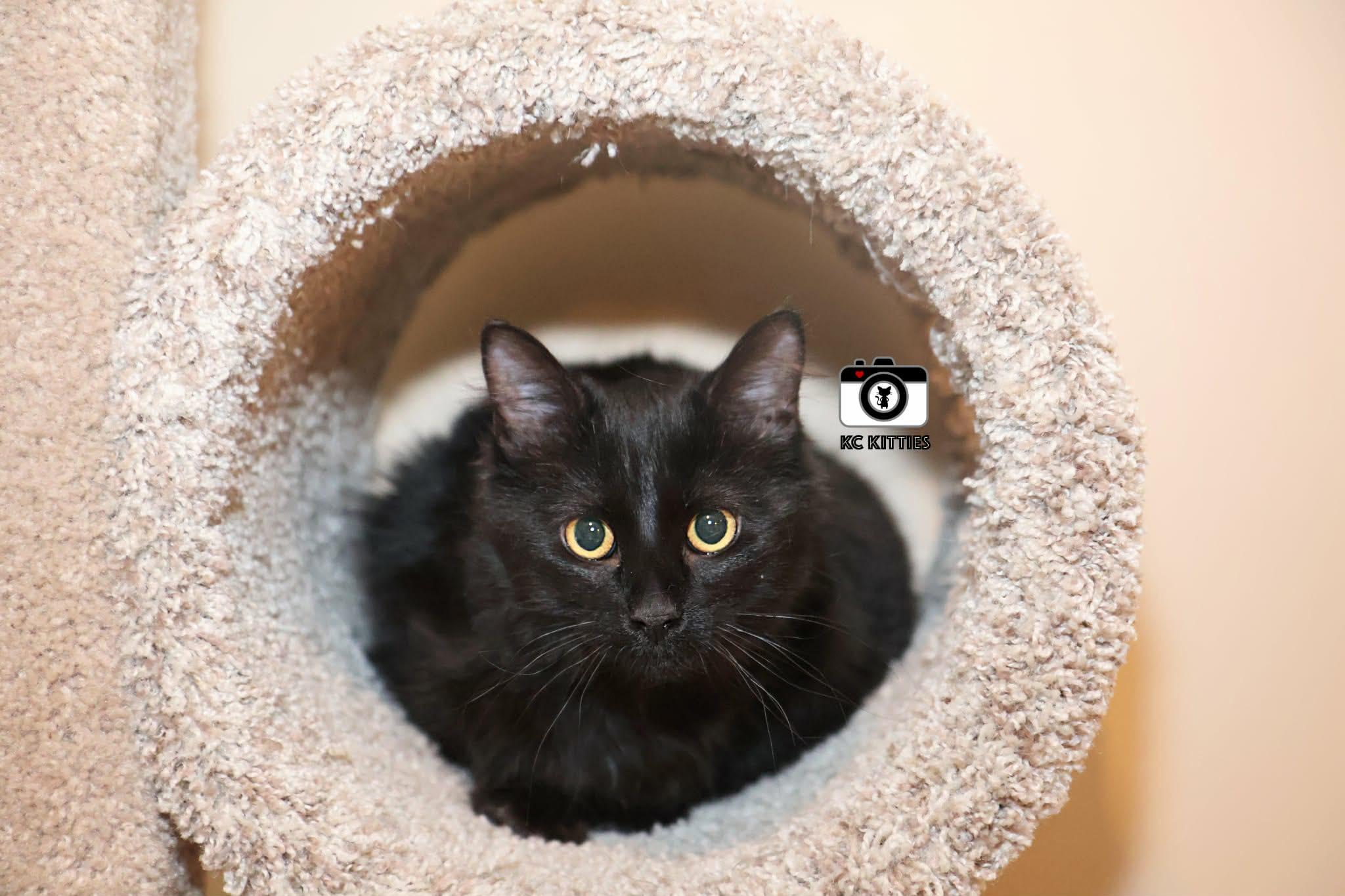 French Toast, an adopted Domestic Medium Hair in Overland Park, KS image 5/5
