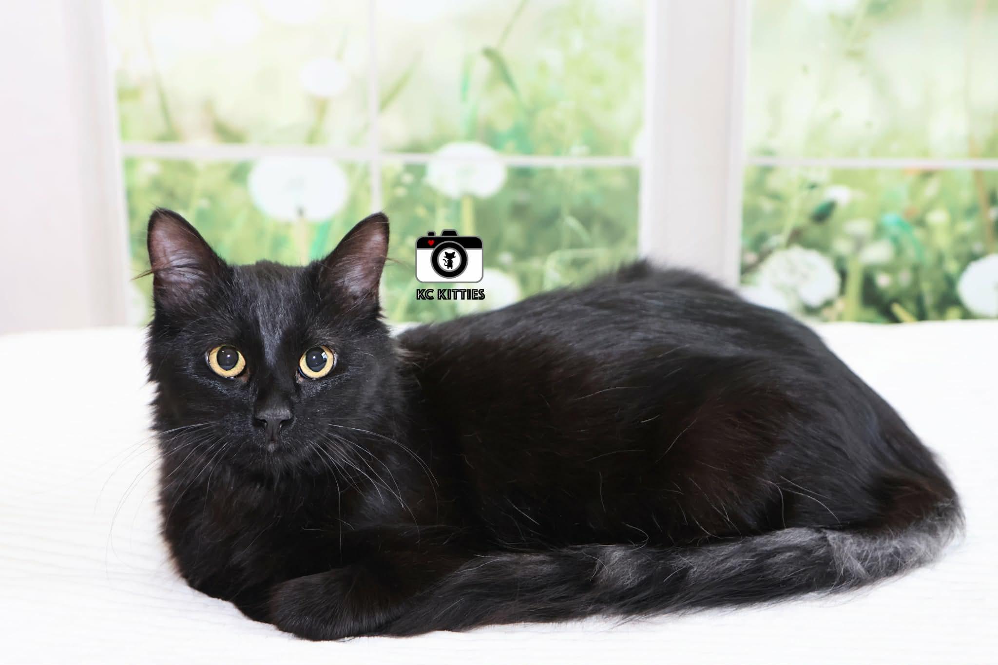 French Toast, an adopted Domestic Medium Hair in Overland Park, KS image 2/5