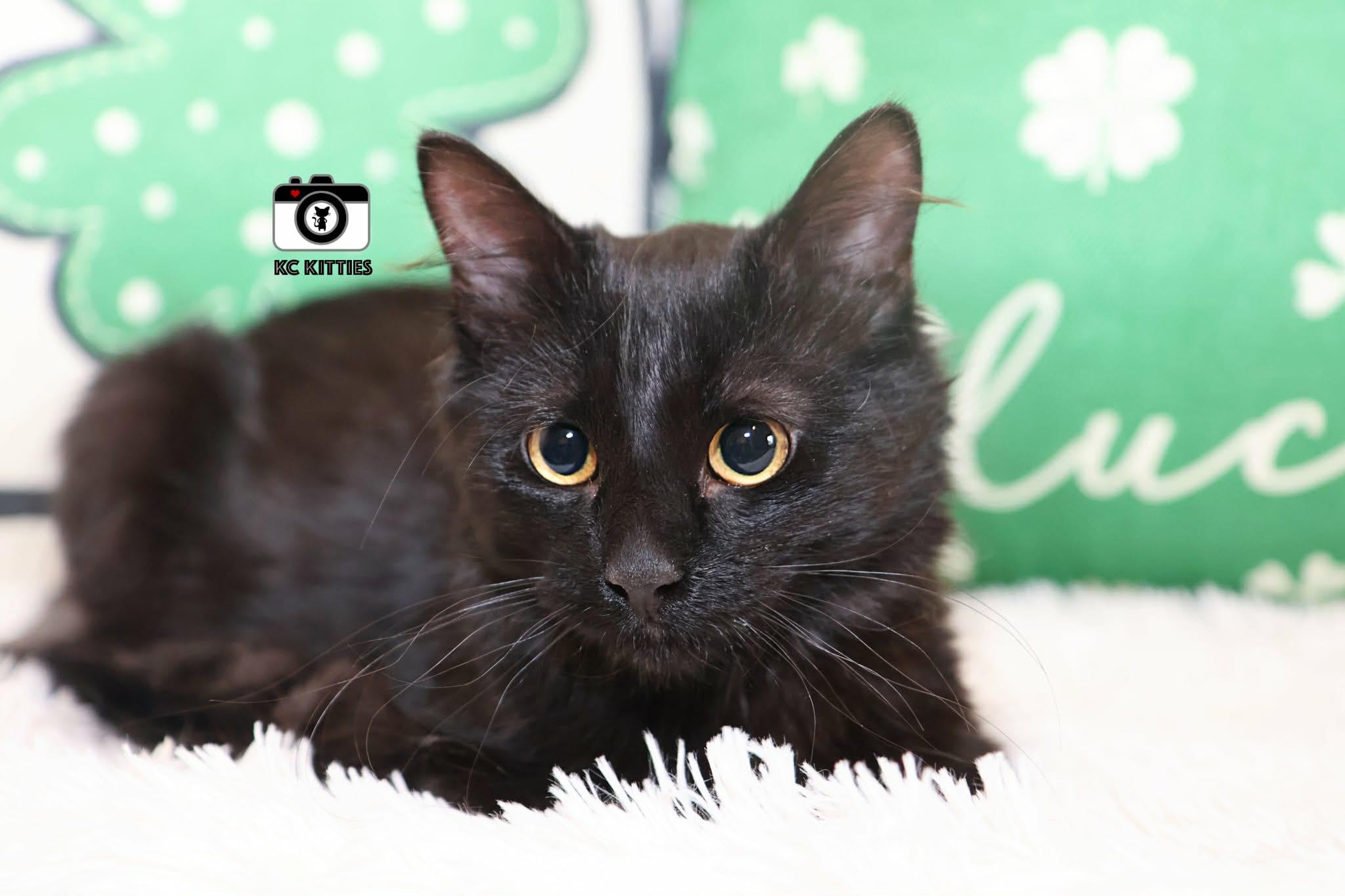 French Toast, an adopted Domestic Medium Hair in Overland Park, KS image 1/5