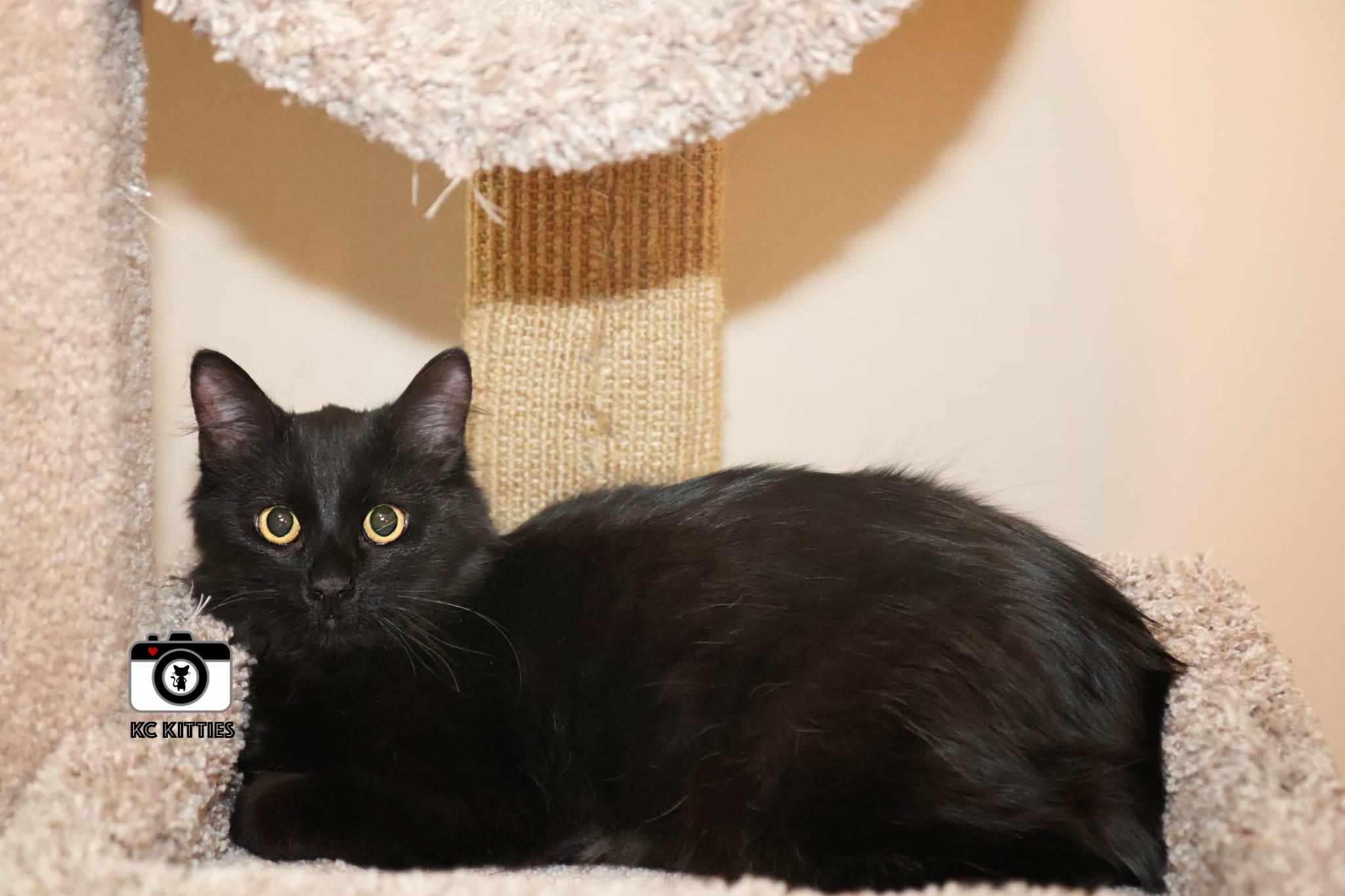 French Toast, an adopted Domestic Medium Hair in Overland Park, KS image 4/5