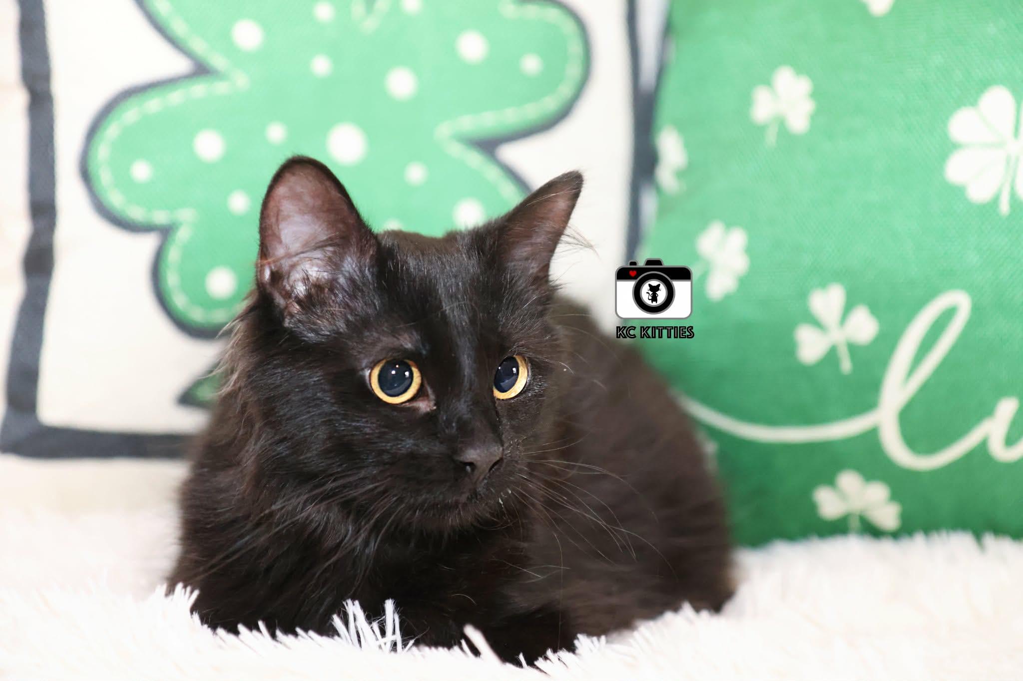 French Toast, an adopted Domestic Medium Hair in Overland Park, KS image 3/5