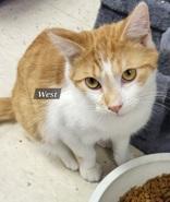 Enlarge West, a Adoptable Domestic Short Hair in Moline, IL image 1/1