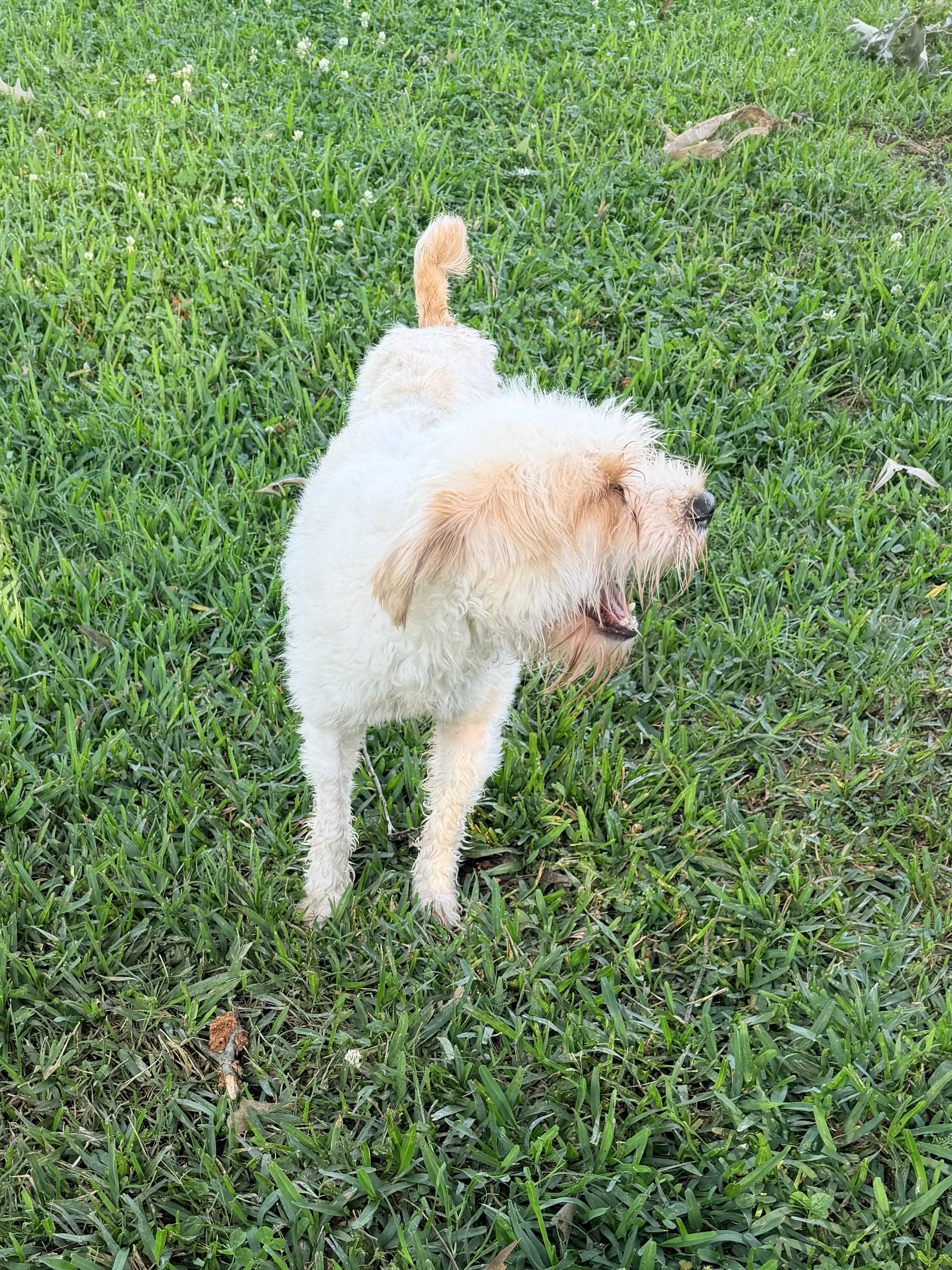 Betty White, an adopted mixed breed in Baker, LA image 2/5