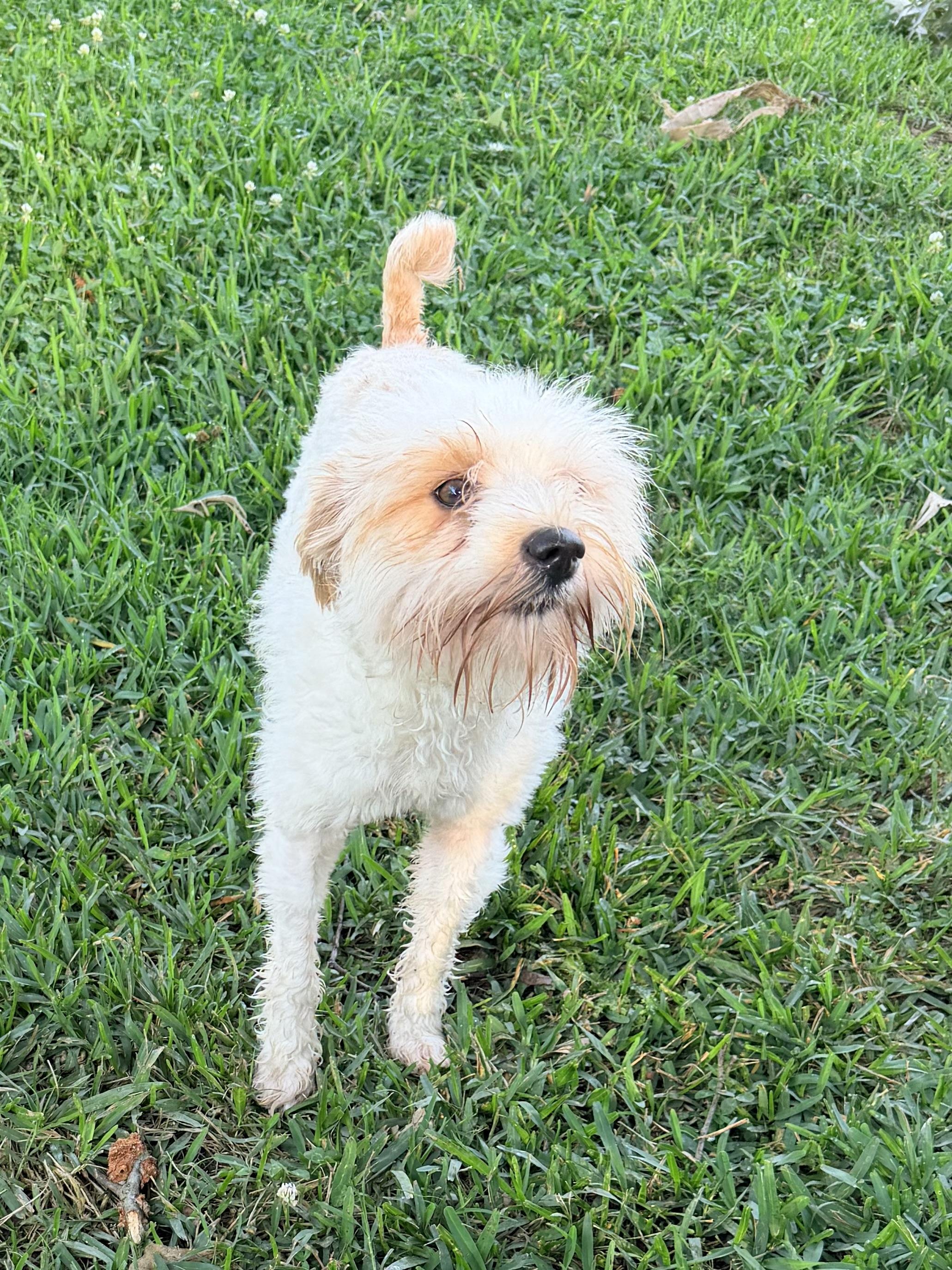 Betty White, an adopted mixed breed in Baker, LA image 5/5