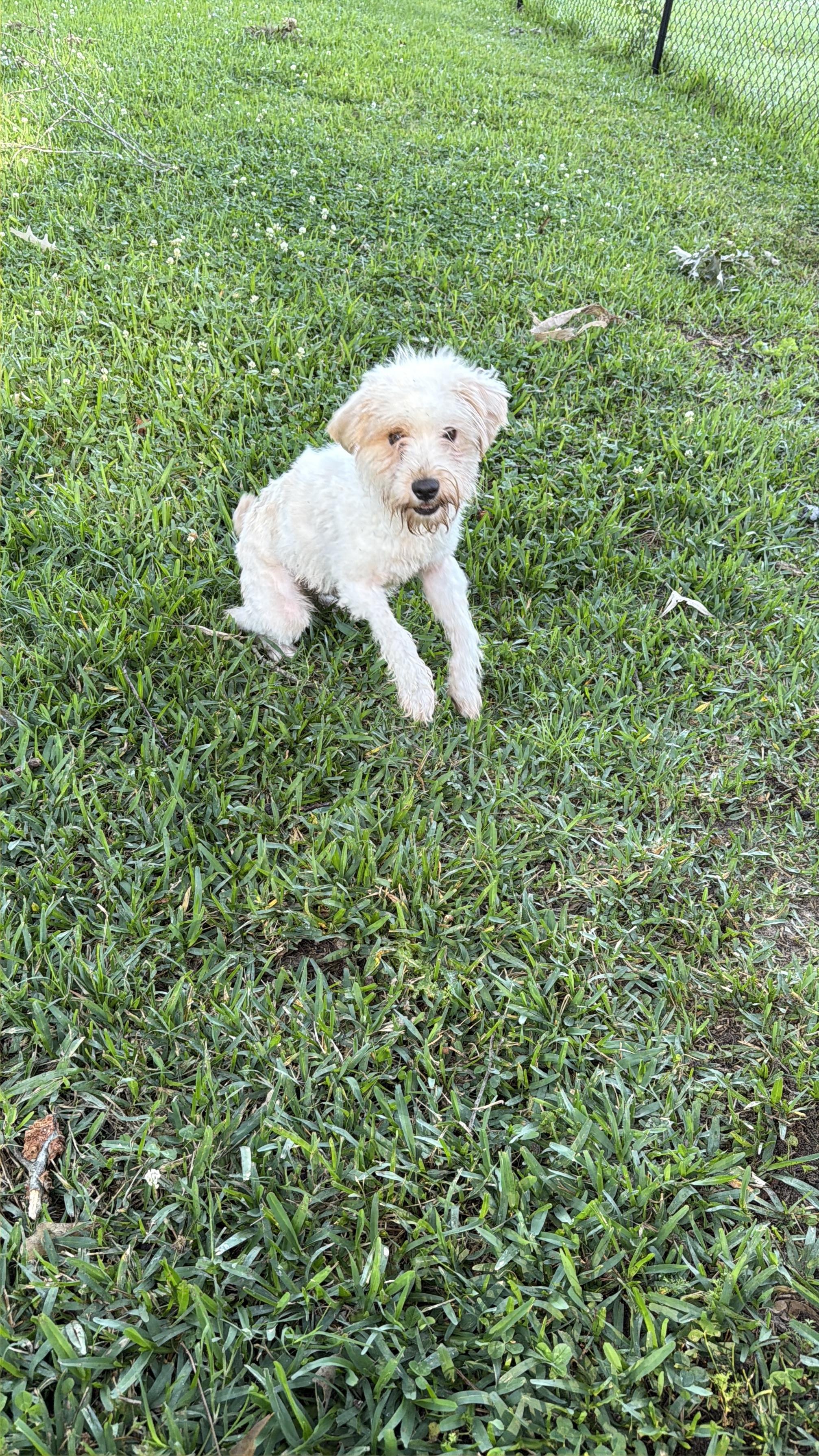 Betty White, an adopted mixed breed in Baker, LA image 4/5
