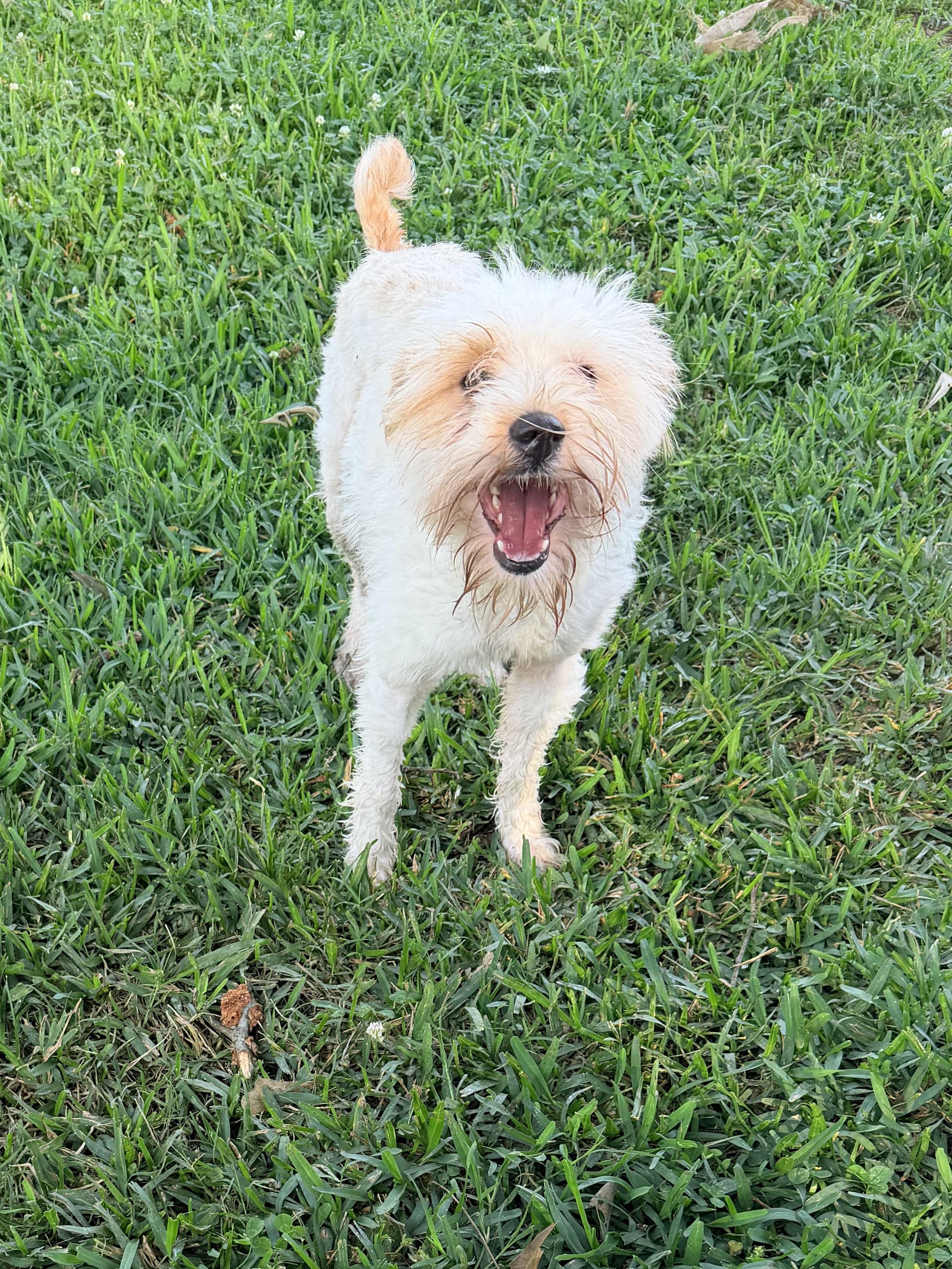 Betty White, an adopted mixed breed in Baker, LA image 1/5