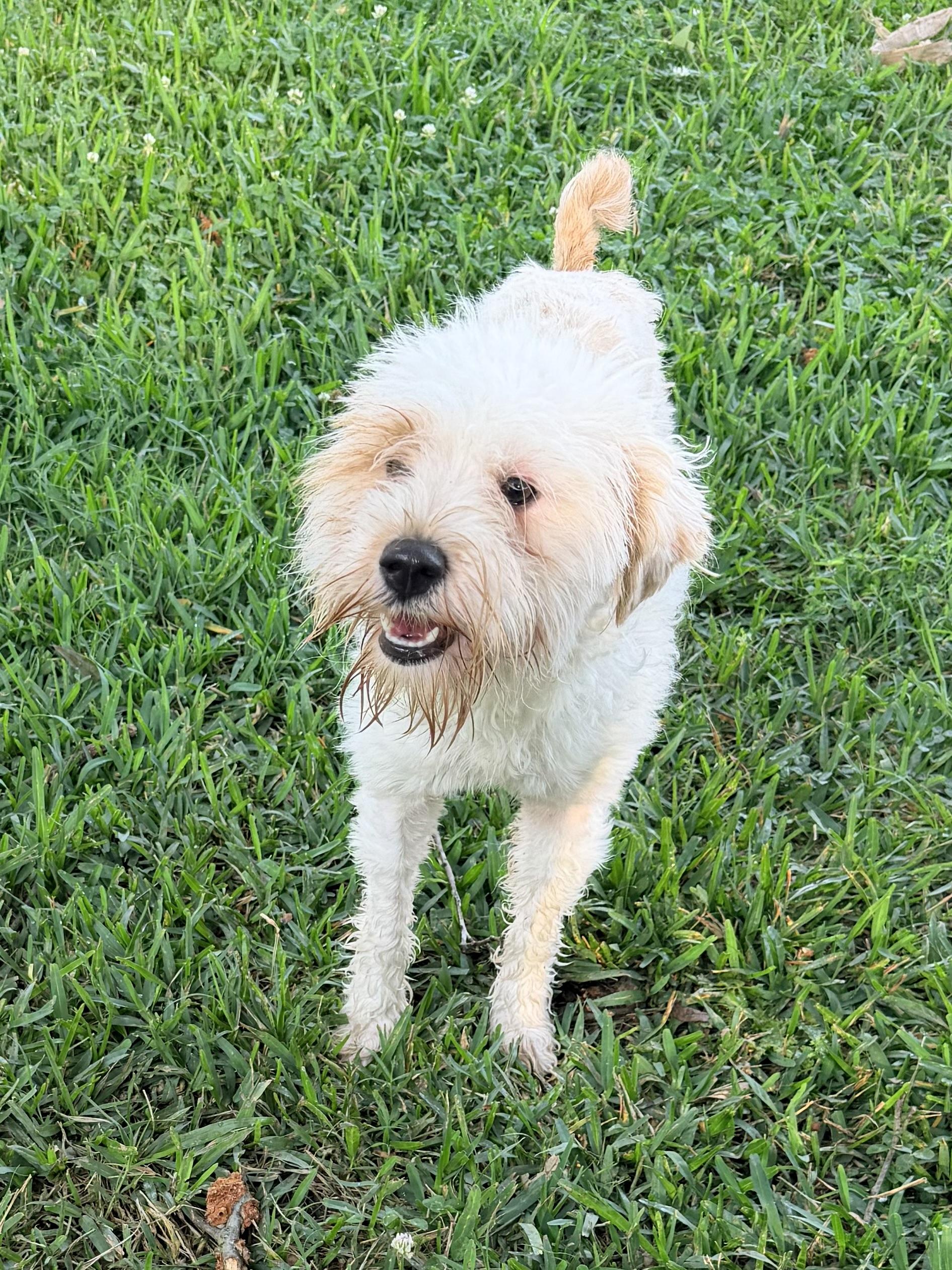 Betty White, an adopted mixed breed in Baker, LA image 3/5