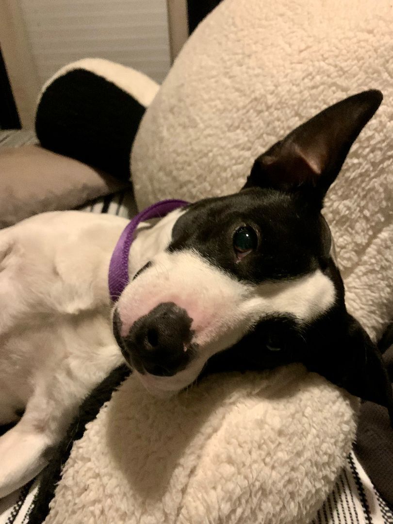 Jill, a Adoptable Jack Russell Terrier in Sunderland, MD image 2/6