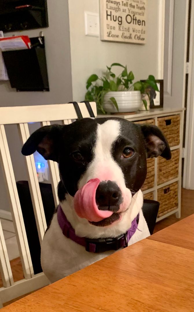 Jill, a Adoptable Jack Russell Terrier in Sunderland, MD image 3/6