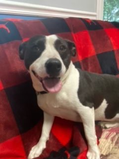 Jill, a Adoptable Jack Russell Terrier in Sunderland, MD image 4/6