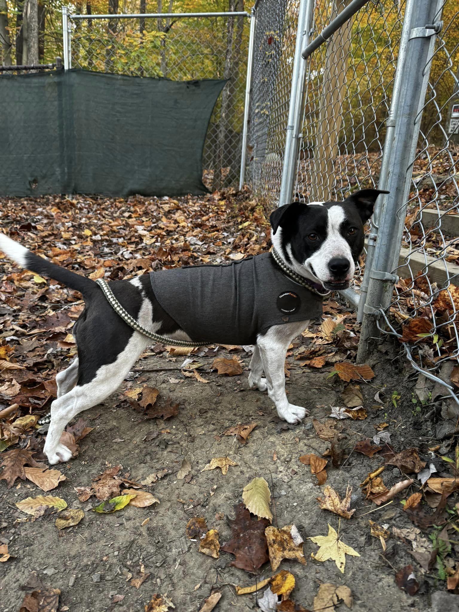 Jill, Adoptable, Adult Female Jack Russell Terrier.