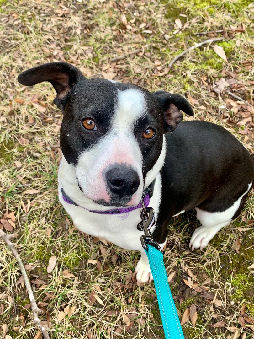 Jill, a Adoptable Jack Russell Terrier in Sunderland, MD image 5/6