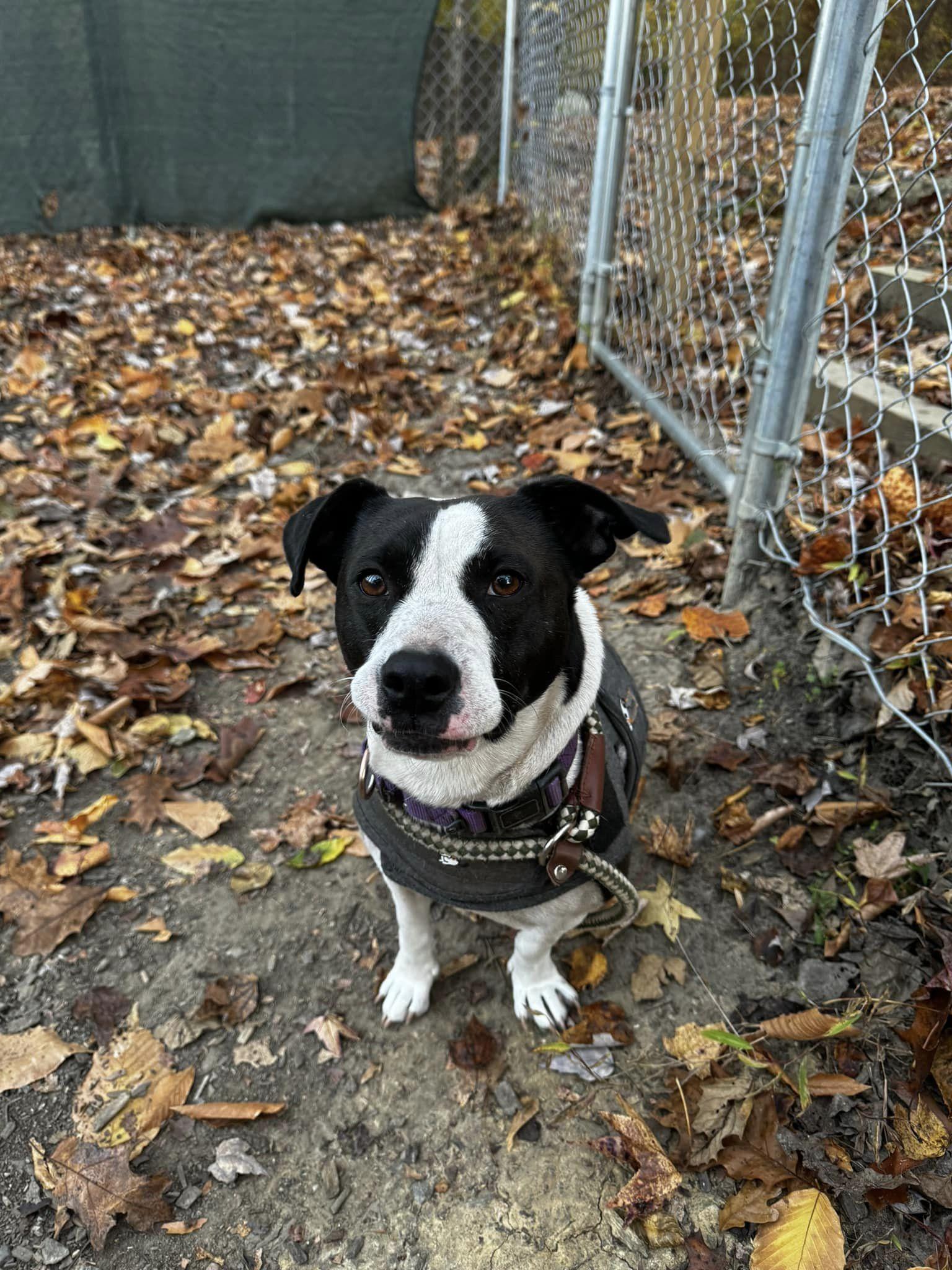 Jill, a Adoptable Jack Russell Terrier in Sunderland, MD image 6/6