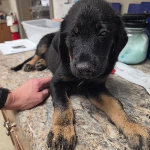 Enlarge Neo - 072904U, a Adoptable mixed breed in Tupelo, MS image 2/2