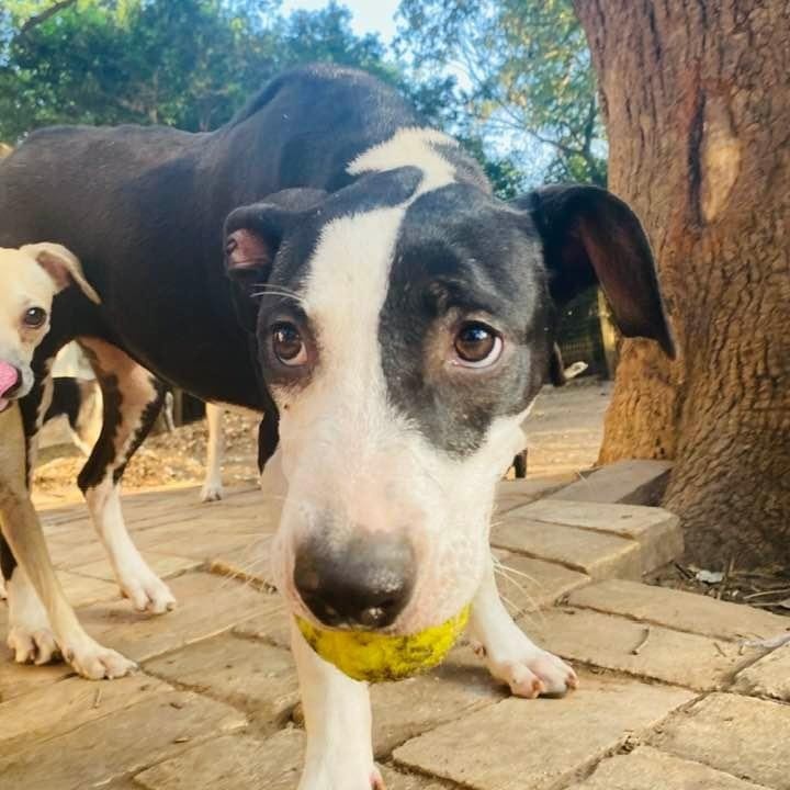 Enlarge Piccadilly, a Adoptable mixed breed in Goliad, TX image 6/6