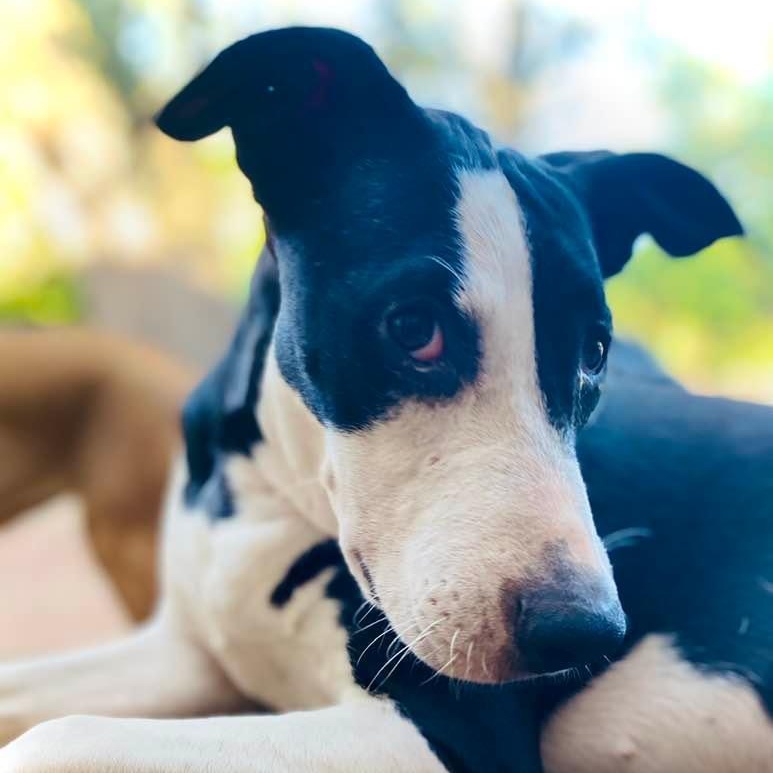 Enlarge Piccadilly, a Adoptable mixed breed in Goliad, TX image 4/6