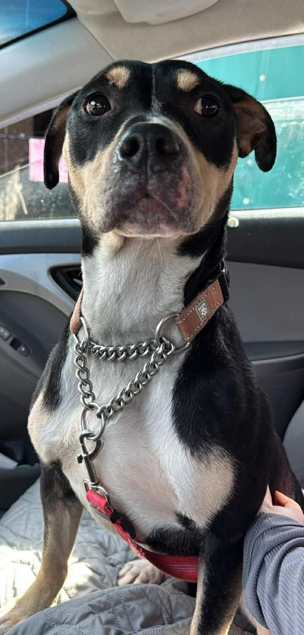 Enlarge TULIP, a ADOPTABLE mixed breed in Coudersport, PA image 2/2