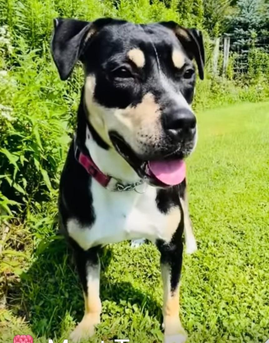 Enlarge TULIP, a ADOPTABLE mixed breed in Coudersport, PA image 1/2