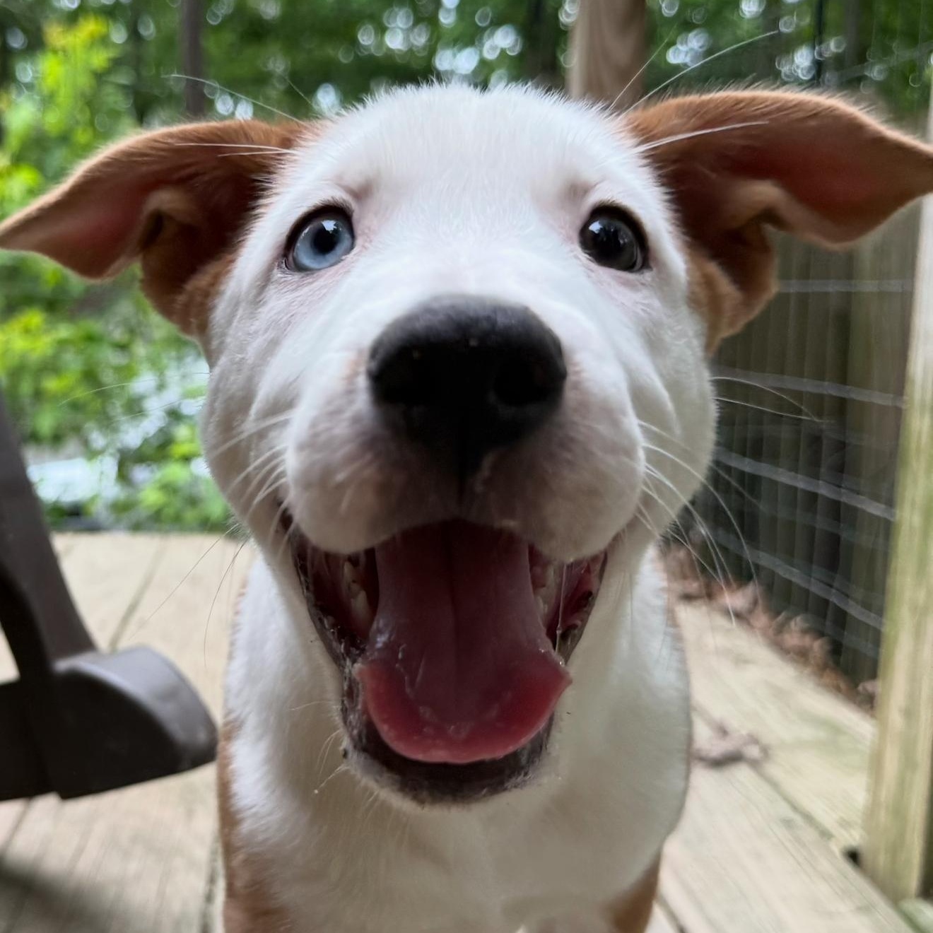 Cricket, Young Female Mixed Breed