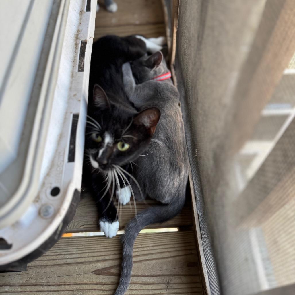 Milky Way, Adoptable, Adult Female Domestic Short Hair.